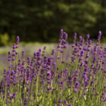 uprawa lawendy